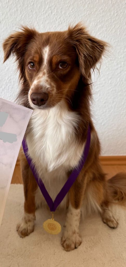 Ein Hund mit einer Medaille nach erfolgreicher Begleithundeprüfung 2024