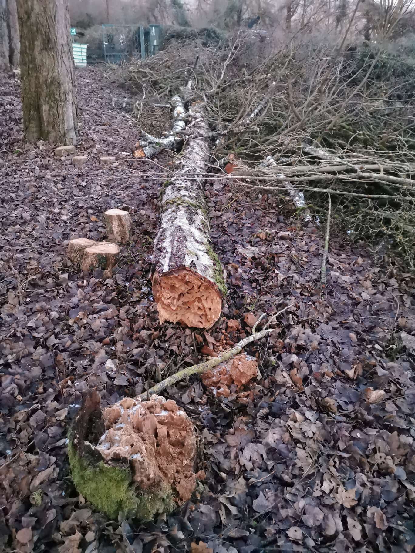 gefällter Baum im Rahmen der Arbeiten am Vereinsgelände 2024