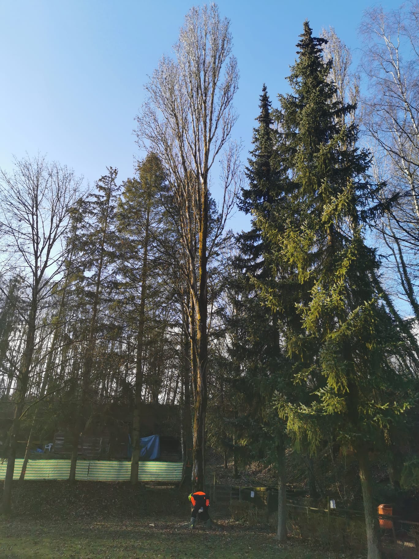 Baumfäller bei Baumarbeiten im Rahmen der Arbeiten am Vereinsgelände 2024