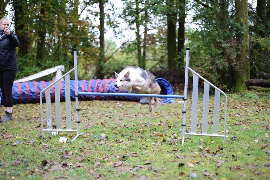 Hund springt beim Agility-Training über ein Hindernis