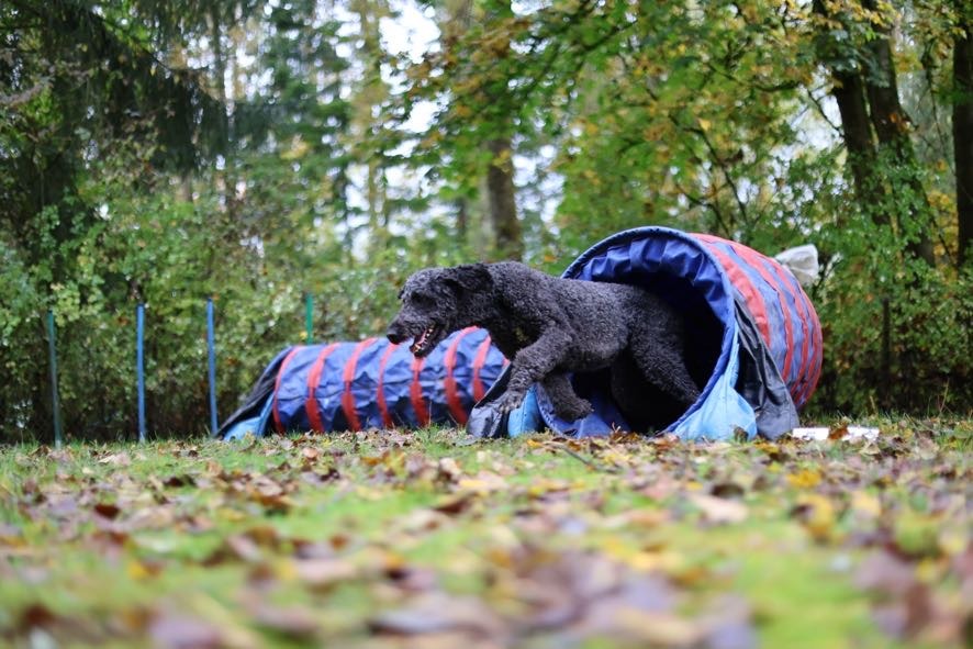 Hund läuft beim Agility-Training durch einen Tunnel