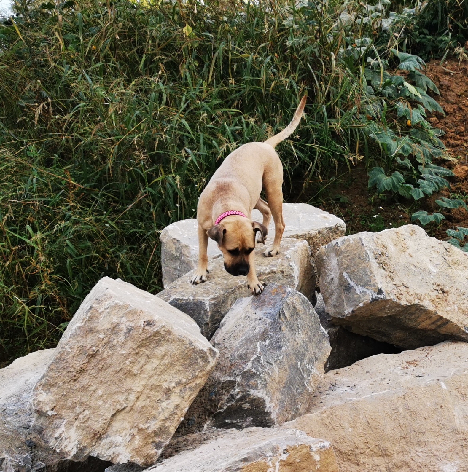 Hund schnüffelt im Rahmen von Suchspielen an einem Steinhaufen