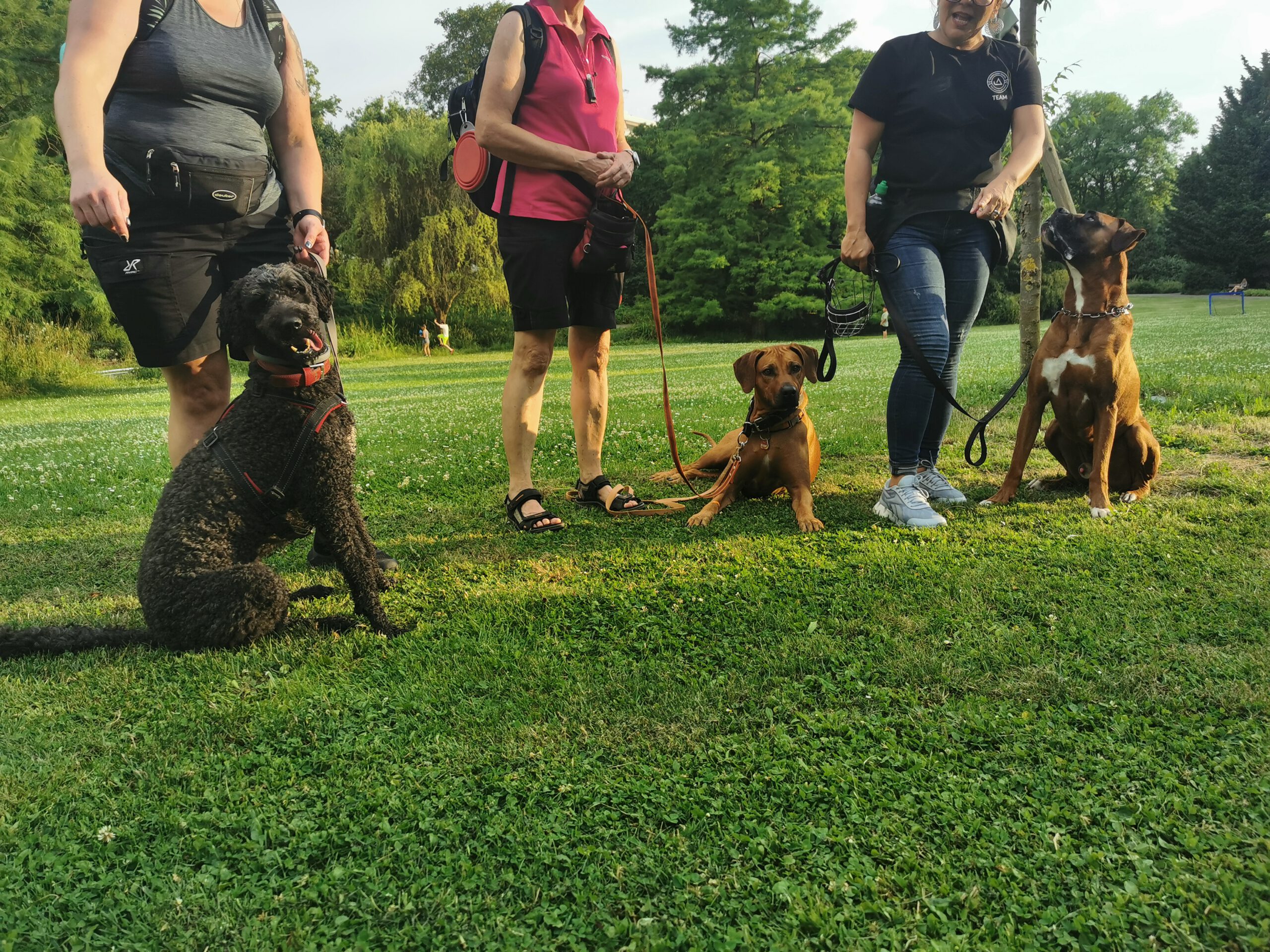 3 Hunde und ihre Besitzer beim Social Walk des VfH Wiesbaden