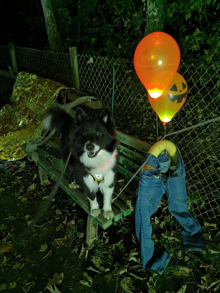 Hund und Luftballons bei der VfH-Nachtübung 2024