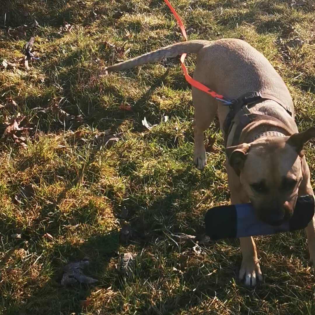 Hund bringt einen Beute-Dummy nach erfolgreichem Suchspiel