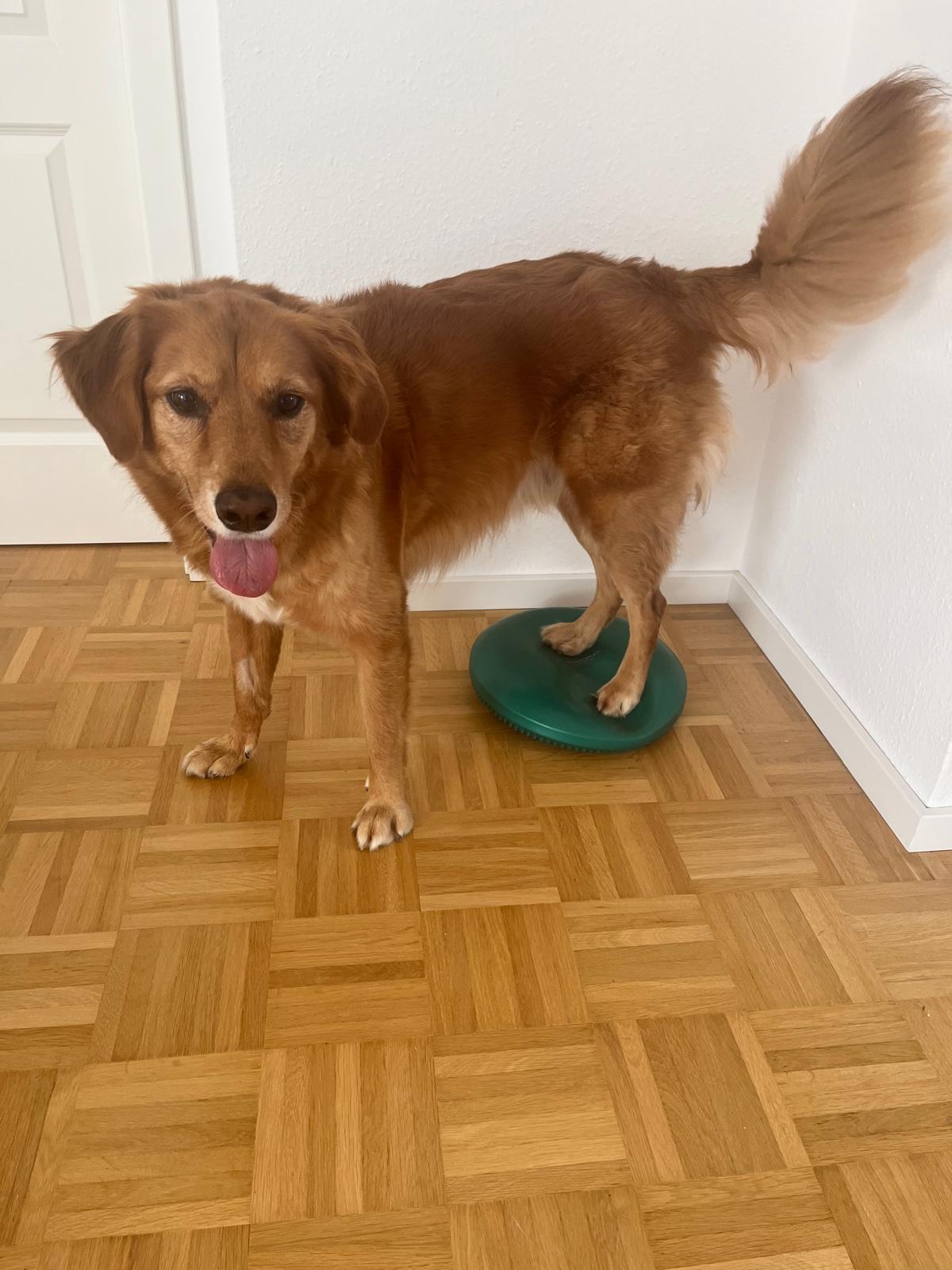 Senioren-Hund balanciert auf einem Balanceboard