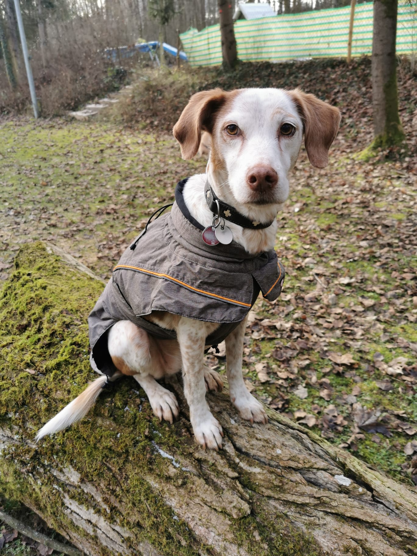 älterer Hund sitzt auf einem Baumstamm