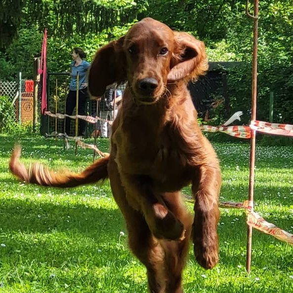 Junger Hund läuft über den Trainingsplatz des VfH