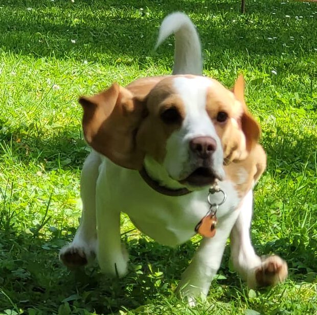 Hund rennt über Trainingsplatz des VfH Wiesbaden