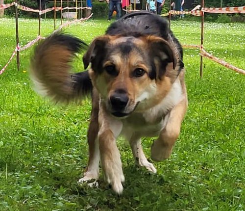 Schäferhund-Mischling auf dem Trainingsplatz des VfH Wiesbaden