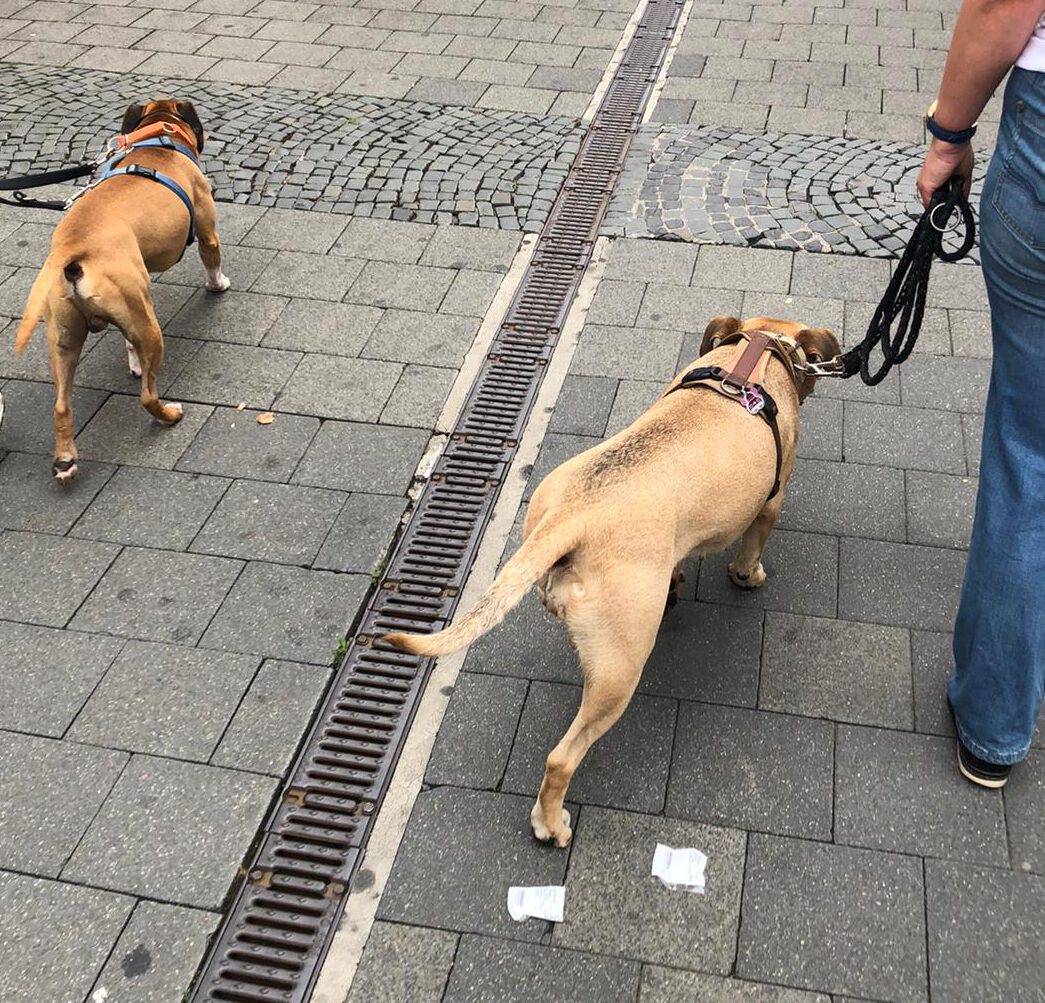 2 Hunde beim Social Walk des VfH Wiesbaden