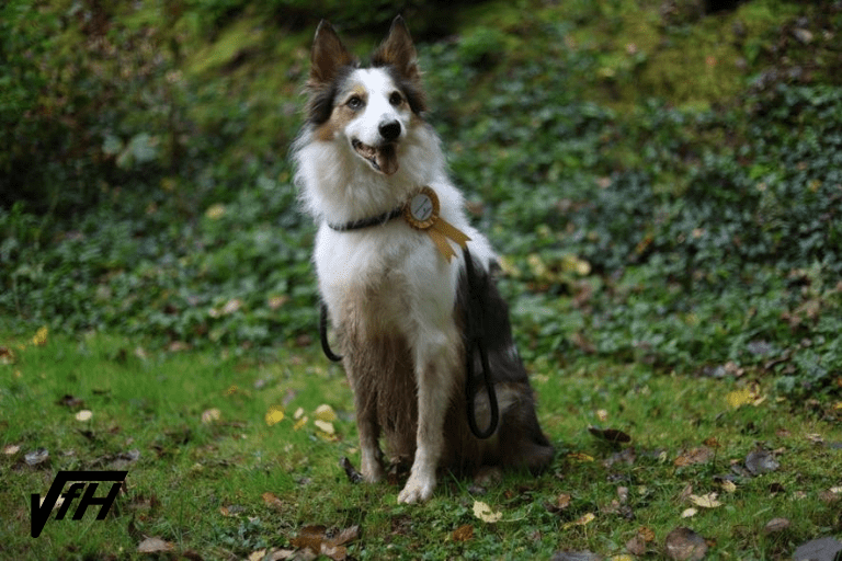 AG-T: Agility für Turnierläufer